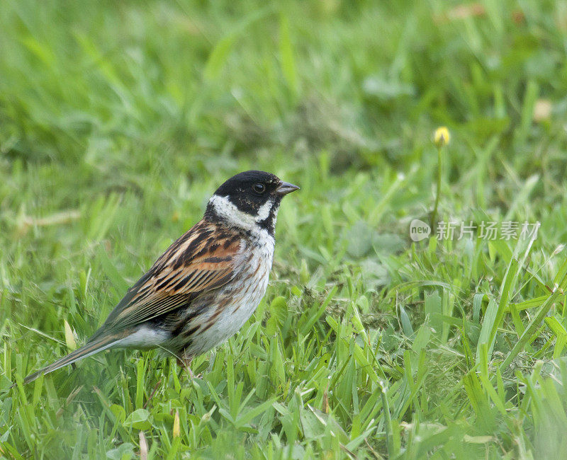 Reed Bunting - Emberiza schoeniclus